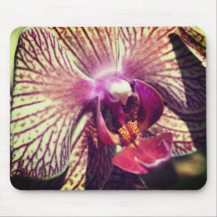 Mousepad Flor do Moth Orchid Fechar
