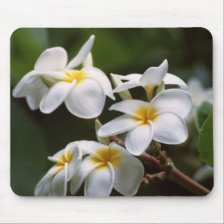 Mousepad Flor do Plumeria