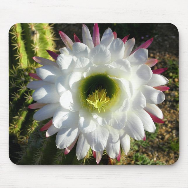 Mousepad Flor dos cactos (Frente)