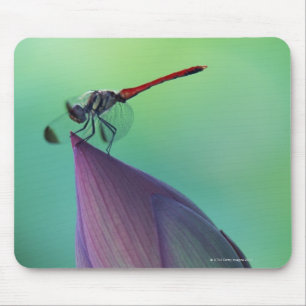 Mousepad Flor em botão de Lotus e uma libélula