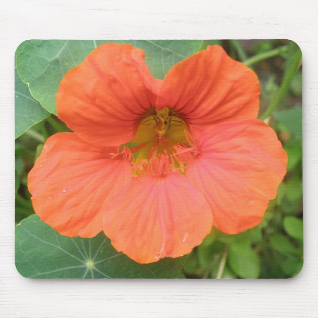 Mousepad Flor Laranja Nasturtium (Frente)