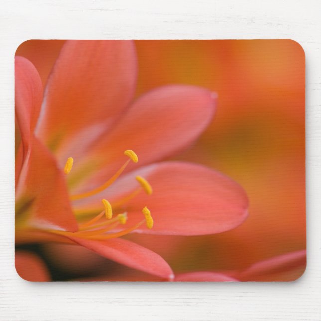 Mousepad Flor Red Clivia bonito (Frente)