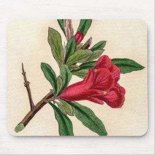Mousepad Flor romã - detalhe da ilustração da safra