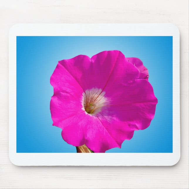 Mousepad flor rosa de petúnia em fundo azul. (Frente)