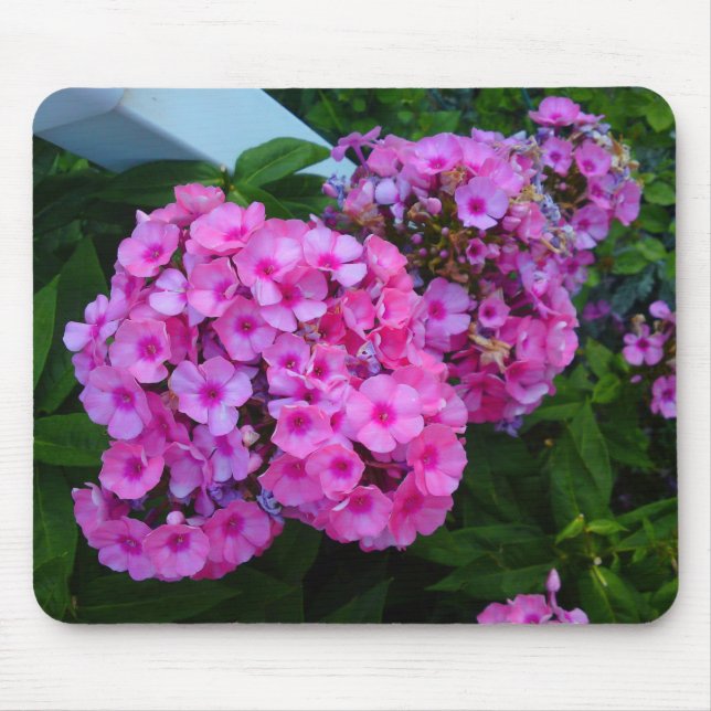 Mousepad Flor Rosa Phlox (Frente)