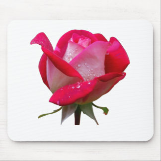 Mousepad flor rosa rosa com gotas d'água vindima floral