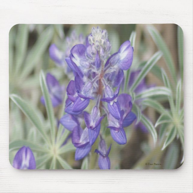 Mousepad Flor Silvestre Roxa Anual Lupino F18 (Frente)