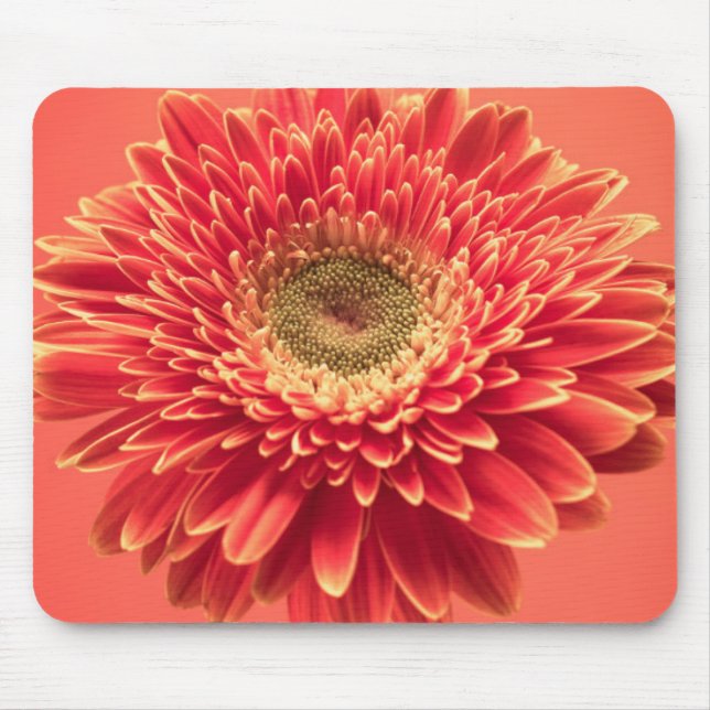 Mousepad Flor vermelha da margarida do Gerbera de Barberton (Frente)