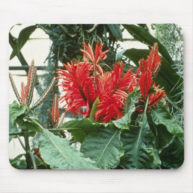 Mousepad Flores alaranjadas de Aphelandra Tetragona (planta (Frente)