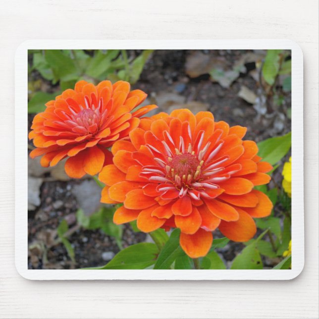 Mousepad Flores alaranjadas do Zinnia (Frente)