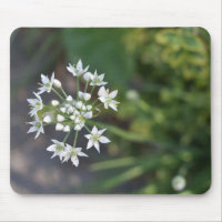 Flores Brancas Delicam Foto Floral Flor