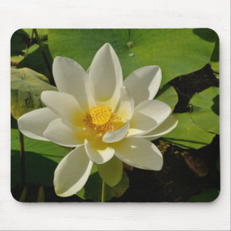 Mousepad Flores brancas Lotus numa lagoa