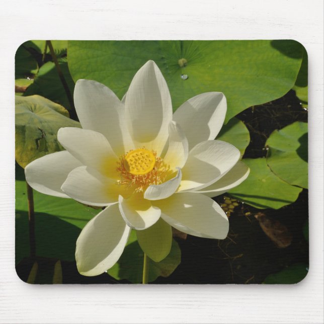 Mousepad Flores brancas Lotus numa lagoa (Frente)