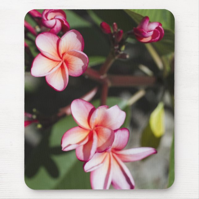 Mousepad Flores cor-de-rosa do Frangipani (Frente)