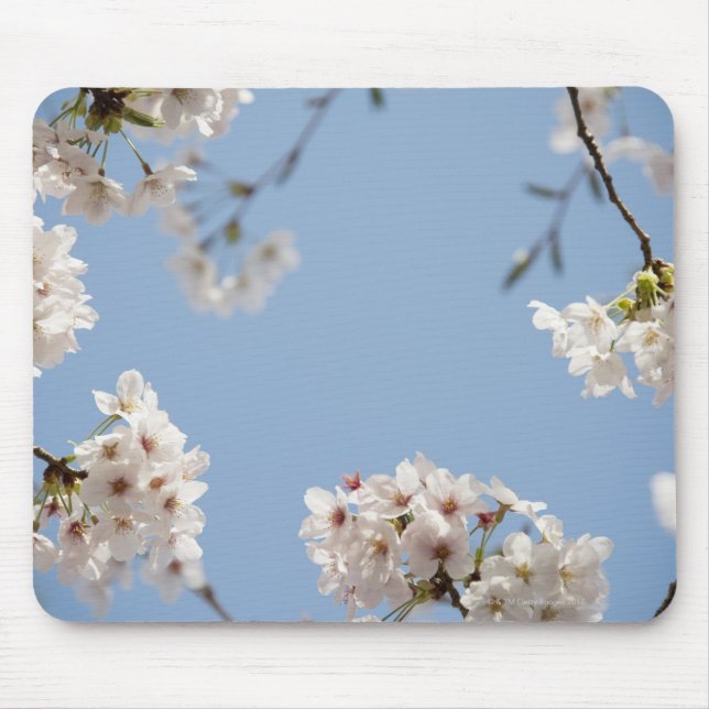 Mousepad Flores de cerejeira (Frente)