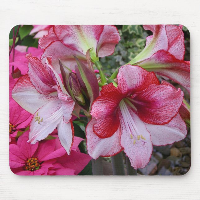 Mousepad Flores de Férias Vermelhas Amaryllis e Poinsettia (Frente)
