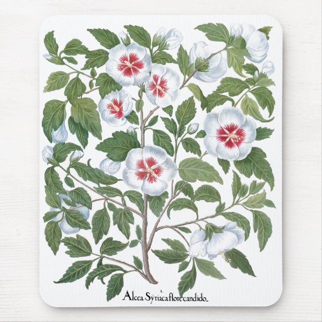 Mousepad Flores de Hibisco Antigas por Basilius Besler (Frente)
