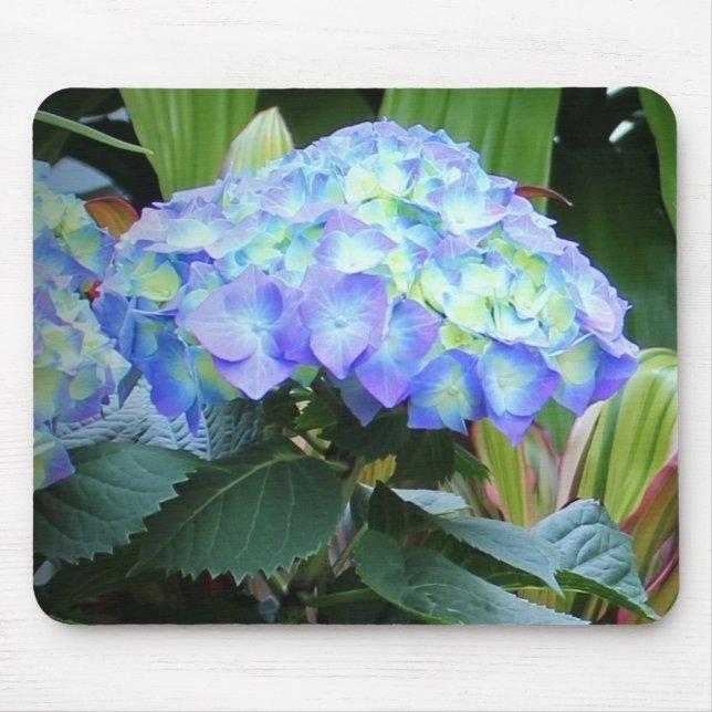 Mousepad Flores de Hydrangeas Azuis Fotografia da Natureza  (Frente)