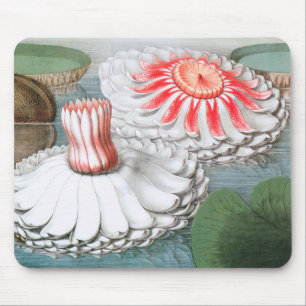 Mousepad Flores de Nenúfar Antigos, Nenúfares em um Lago