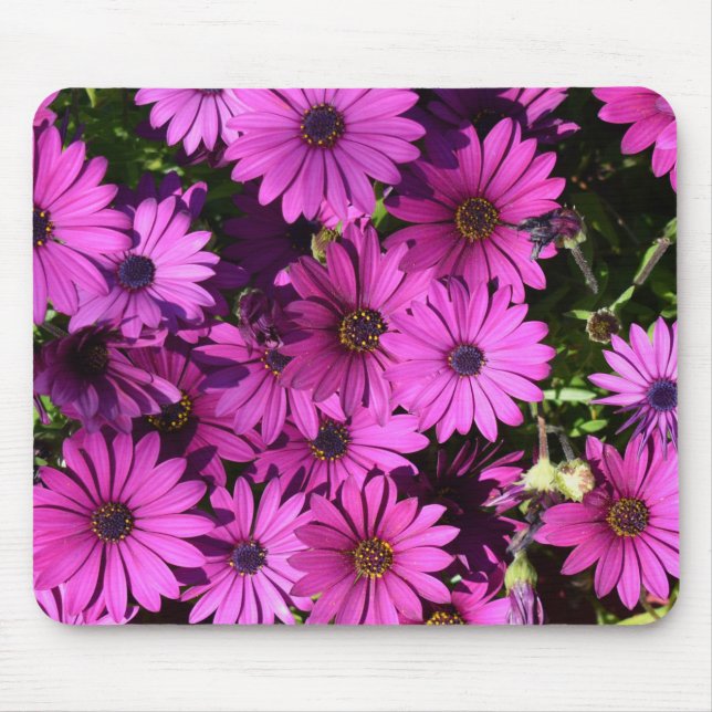 Mousepad Flores De Osteospermum Roxo (Frente)
