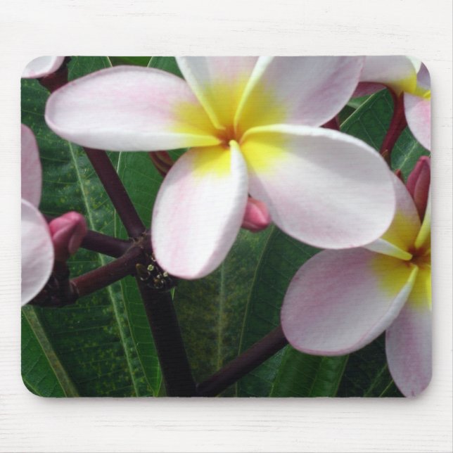 Mousepad Flores de Plumeria Havaiana (Frente)