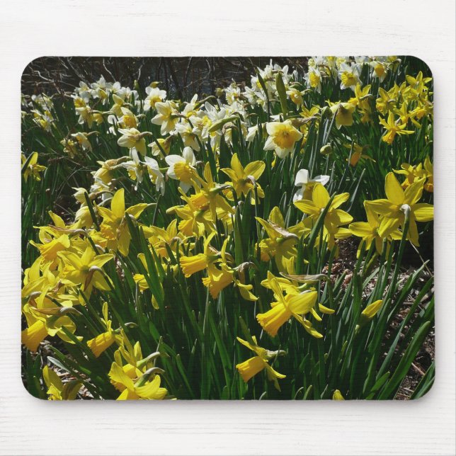 Mousepad Flores de primavera de Daffodils Amarelos e Branco (Frente)