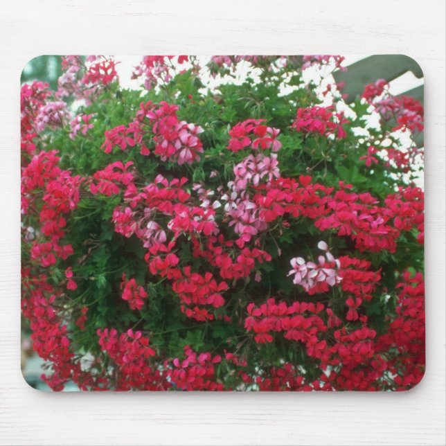 Mousepad Flores do gerânio de hera (Pelargonium Peltatum) (Frente)