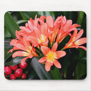 Mousepad Flores Orange Clivia na flor