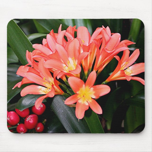 Mousepad Flores Orange Clivia na flor (Frente)
