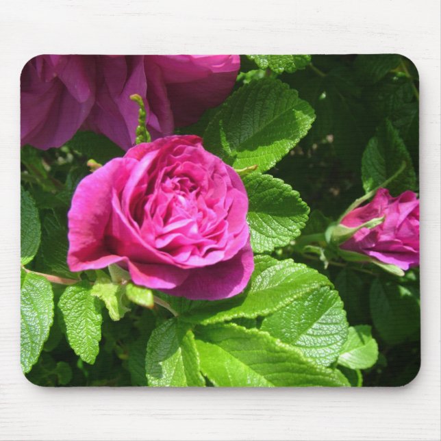 Mousepad Flores rosa, aromáticas, cor-de-rosa, com folhas v (Frente)