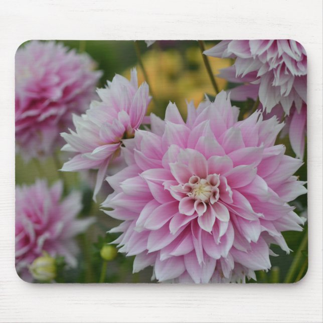 Mousepad Flores Rosa Dahlia no Jardim da RHS Wisley (Frente)