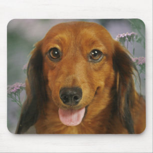 Mousepad Flores selvagens bonitos do Dachshund (Brown de