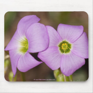 Mousepad Flores selvagens - Pad de rato de Oxalis Rosa