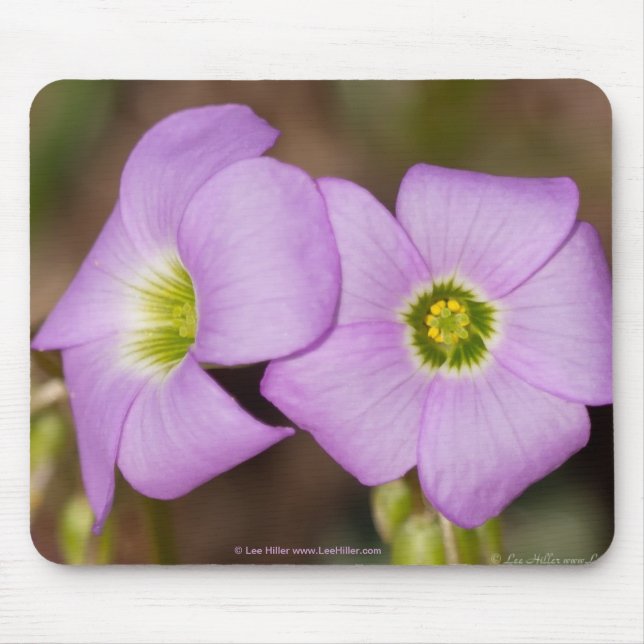 Mousepad Flores selvagens - Pad de Rato de Oxalis Rosa (Frente)