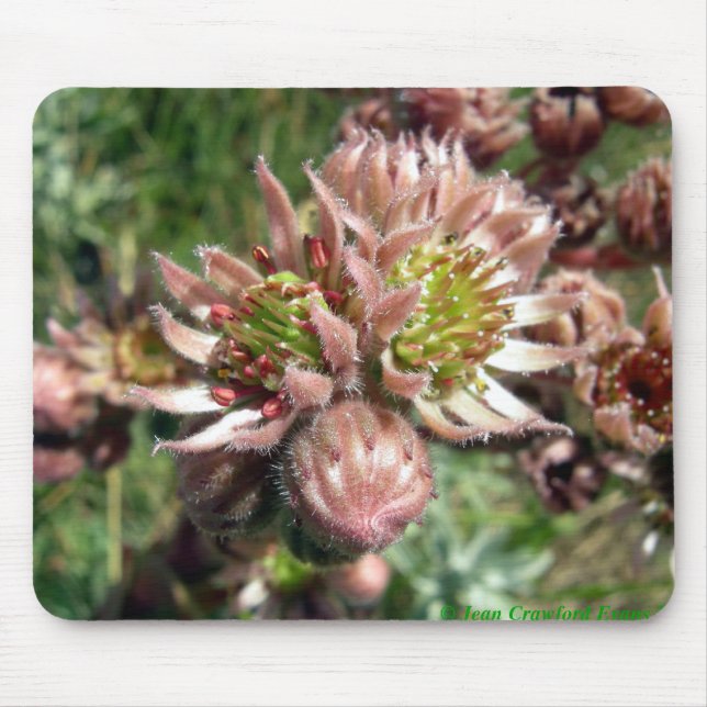 Mousepad Flores (Sempervivum) e pintinhos (Frente)