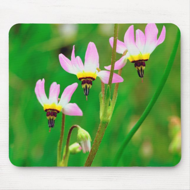 Mousepad Flores Silvestres Shooting Star no Parque Mission  (Frente)