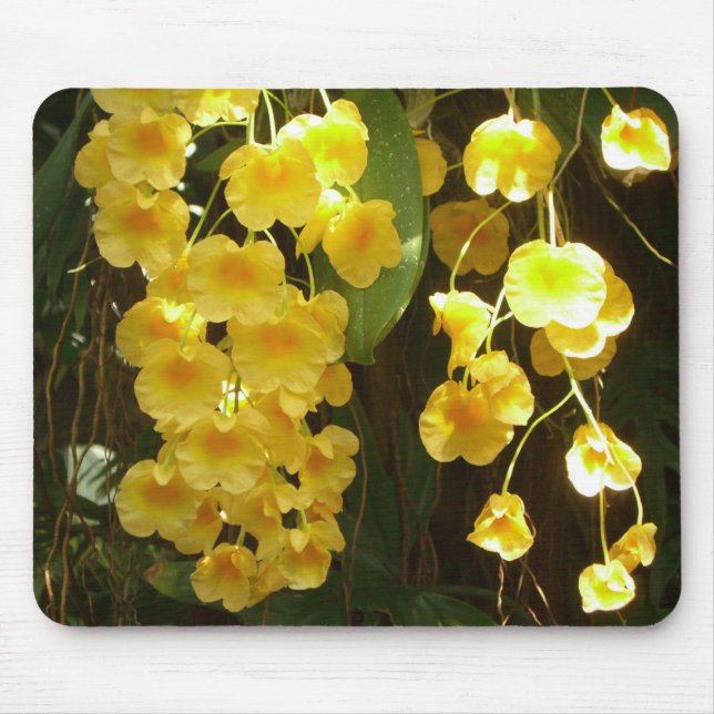 Mousepad Flores Tropicais das Orquídeas Amarelas de Pé (Frente)