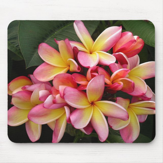 Mousepad Flores Tropicais de Plumeria Rosa e Amarelo (Frente)