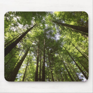 Mousepad Floresta de Redwood, Rotorua, Nova Zelândia 2