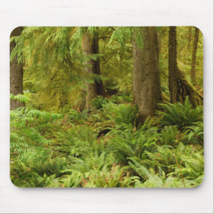 Mousepad Floresta e Ferns Expurgados Eco-a State Park, Or