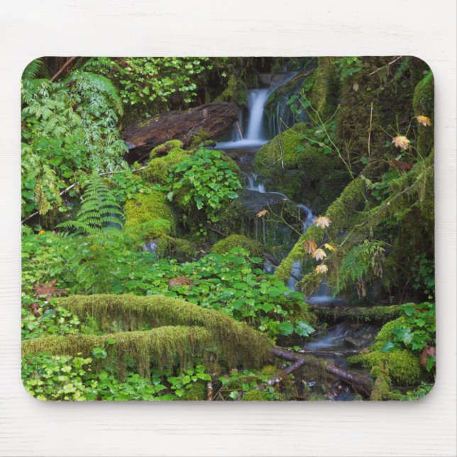 Mousepad Floresta tropical de outono | Parque Nacional Olym (Frente)