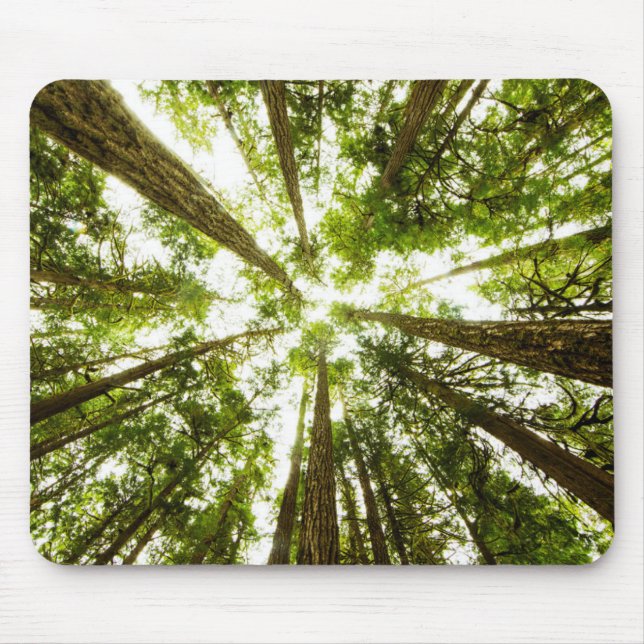 Mousepad Floresta tropical verde luxúria (Frente)