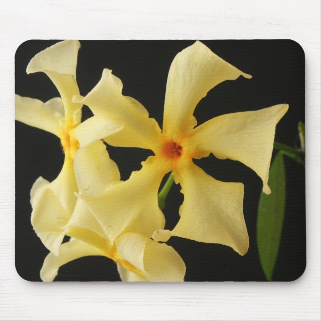 Mousepad Flower Star Jasmine mpcnm (Frente)