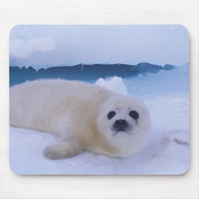 Mousepad Foca-da-Groenlândia América do Norte, Canadá, Queb (Frente)
