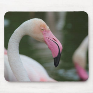 Mousepad Foenicoptero roseu