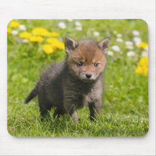 Mousepad Fofo Floffy Red Fox Cub Animais Selvagens Bebê Fot