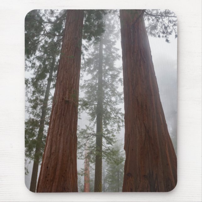 Mousepad Foggy Morning & Primavera Snow Sob Sequoia Gigante (Frente)