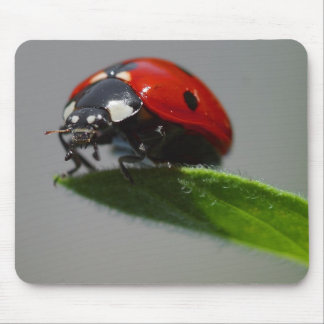 Mousepad Folha da senhora Mas Borda