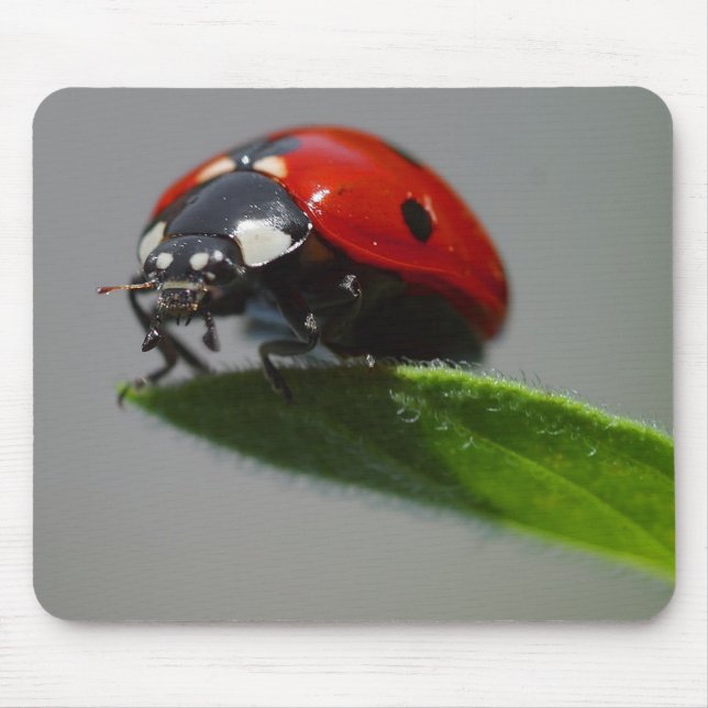 Mousepad Folha da senhora Mas Borda (Frente)