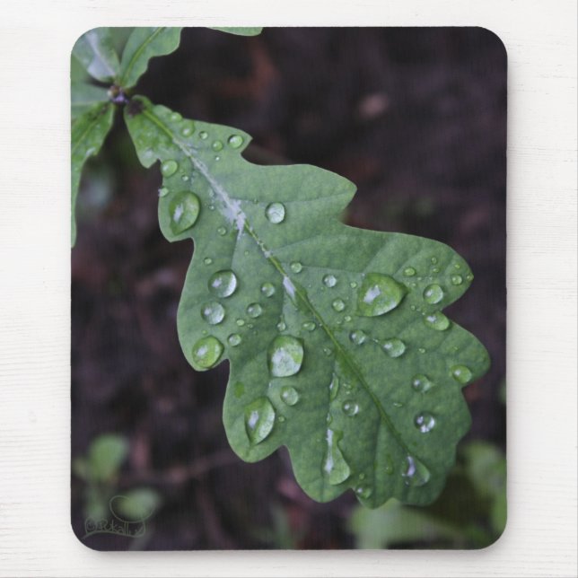 Mousepad Folha verde do carvalho na chuva (Frente)